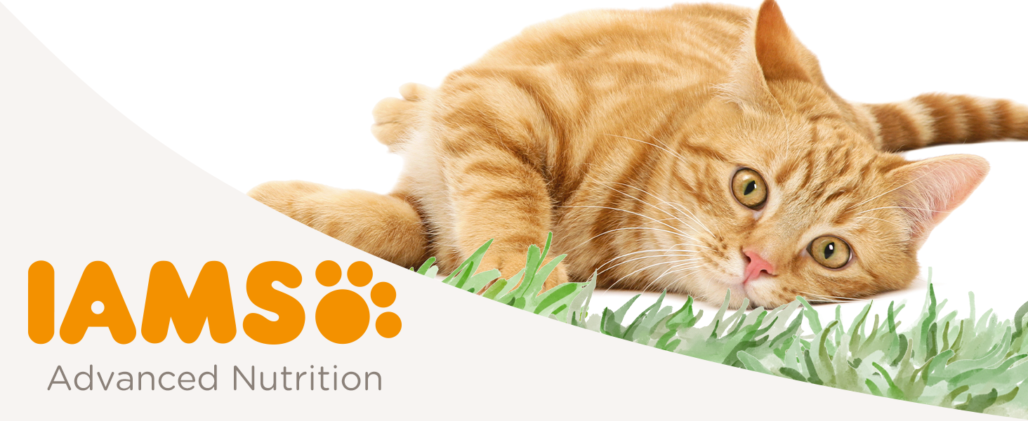 IAMS Katzenfutter trocken mit Huhn - Trockenfutter für Katzen im Alter von 1-6 Jahren, 3 kg iams katzenfutter trocken mit huhn trockenfutter für katzen im alter von 1 6 jahren, 3 kg